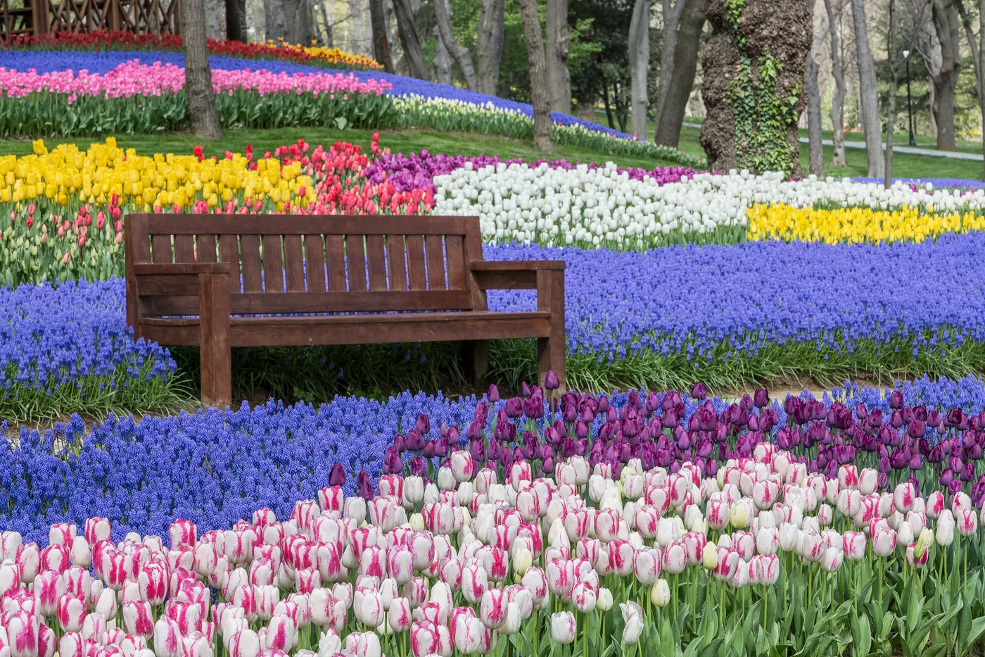 Istanbul tulip season