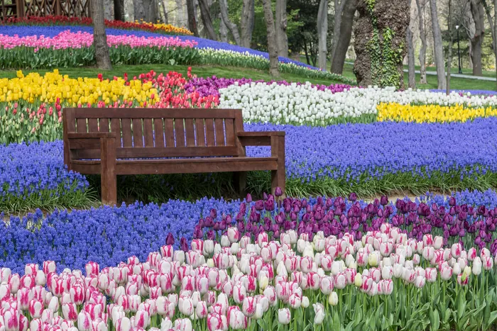 Istanbul tulip season