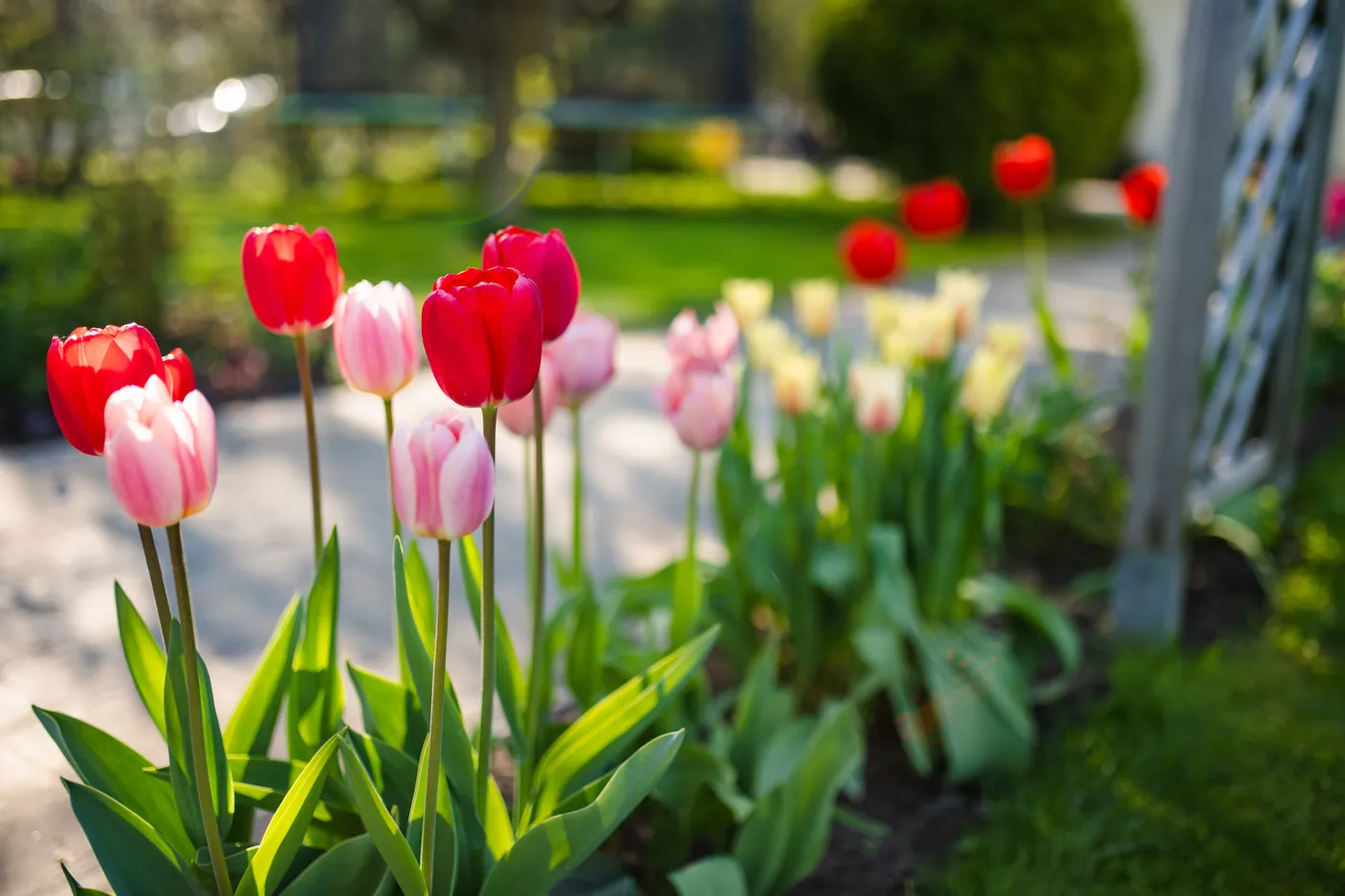 Tulip Festival, 3 nights